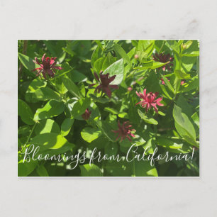 Bloomings uit Californië: Briefkaart van de Struik