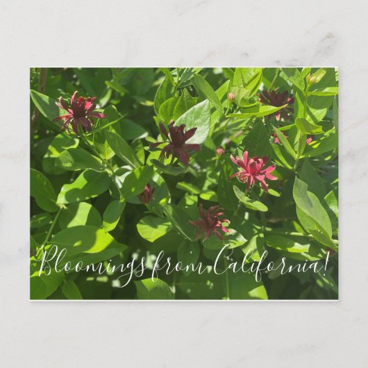 Bloomings uit Californië: Briefkaart van de Struik (Voorkant)