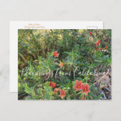 Bloomings uit Californië: Bronze Monkey Flower Briefkaart (Voorkant / Achterkant)