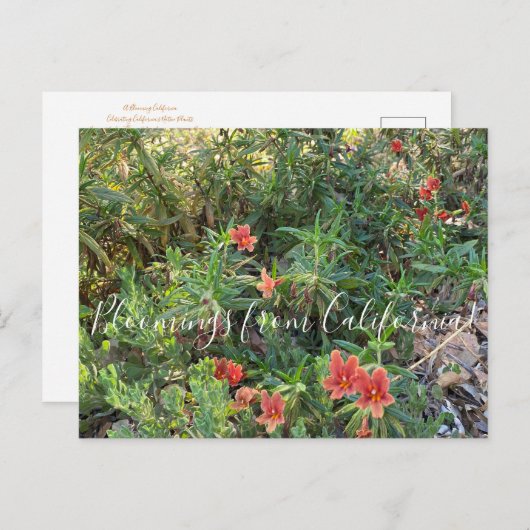 Bloomings uit Californië: Bronze Monkey Flower Briefkaart (Voorkant / Achterkant)