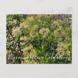 Bloomings uit Californië: California Holly Briefkaart