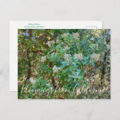 Bloomings uit Californië: California Holly Postca Briefkaart (Voorkant / Achterkant)