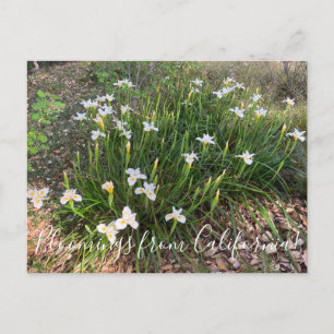 Bloomings uit Californië: Canyon Snow Iris Postca Briefkaart