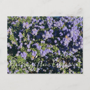 Bloomings uit Californië: Ceanothus Dark Star Briefkaart