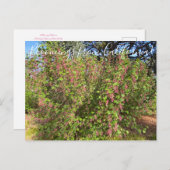 Bloomings uit Californië: Chaparral Currant Briefkaart (Voorkant / Achterkant)