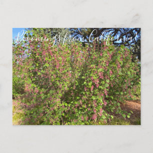 Bloomings uit Californië: Chaparral Currant Briefkaart