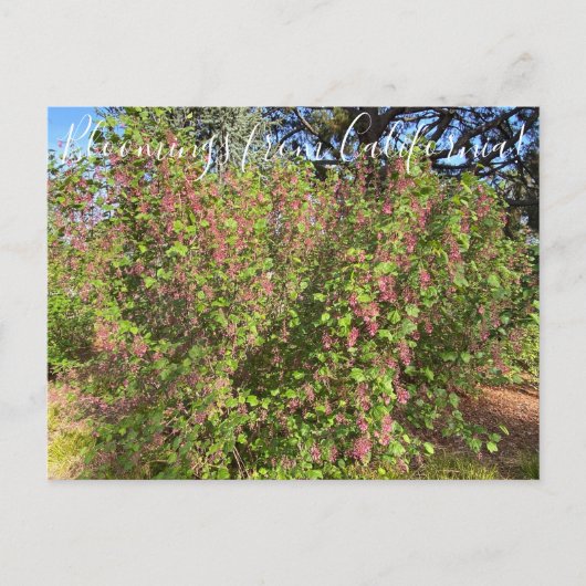 Bloomings uit Californië: Chaparral Currant Briefkaart (Voorkant)