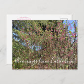 Bloomings uit Californië: Chaparral Currant Briefkaart (Voorkant / Achterkant)