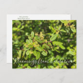 Bloomings uit Californië: Coffeeberry Briefkaart (Voorkant / Achterkant)