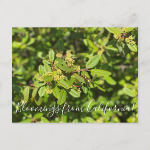 Bloomings uit Californië: Coffeeberry Briefkaart