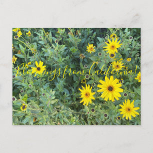 Bloomings uit Californië: Encelia californica Briefkaart