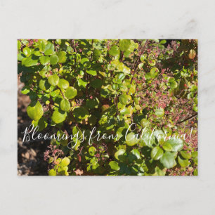 Bloomings uit Californië: Evergreen Currant Briefkaart