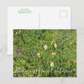 Bloomings uit Californië: Fairy Lantern Briefkaart (Voorkant / Achterkant)