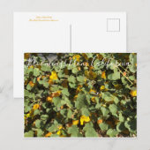 Bloomings uit Californië: Flannel Struik Briefkaart (Voorkant / Achterkant)