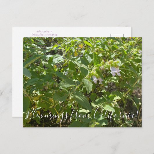 Bloomings uit Californië: Fragrant Pitcher Sage Briefkaart (Voorkant / Achterkant)