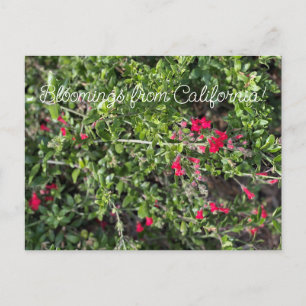 Bloomings uit Californië: Gambelia speciosa Briefkaart