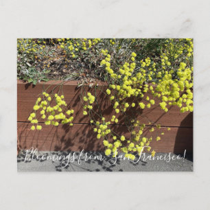Bloomings uit Californië: Geel Boekweit Briefkaart