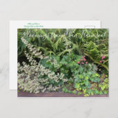 Bloomings uit Californië: Heuchera maxima Briefkaart (Voorkant / Achterkant)