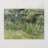 Bloomings uit Californië: Heuchera maxima Postcar Briefkaart (Voorkant)