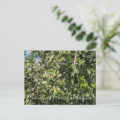 Bloomings uit Californië: Hollyleaf Cherry Briefkaart (Staand voorkant)