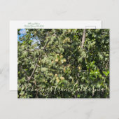 Bloomings uit Californië: Hollyleaf Cherry Briefkaart (Voorkant / Achterkant)