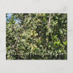 Bloomings uit Californië: Hollyleaf Cherry Briefkaart