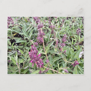 Bloomings uit Californië: Hummingbird Sage Briefkaart