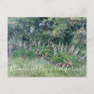 Bloomings uit Californië: Island Alum Root Briefkaart