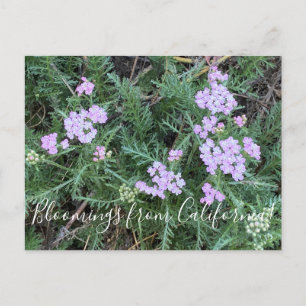 Bloomings uit Californië: Island Pink Yarrow Briefkaart