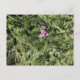 Bloomings uit Californië: Island Pink Yarrow Briefkaart