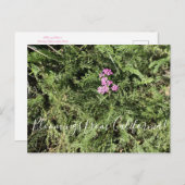 Bloomings uit Californië: Island Pink Yarrow Briefkaart (Voorkant / Achterkant)