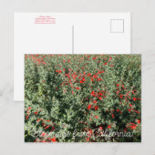 Bloomings uit Californië: June Fuchsia Briefkaart (Voorkant / Achterkant)