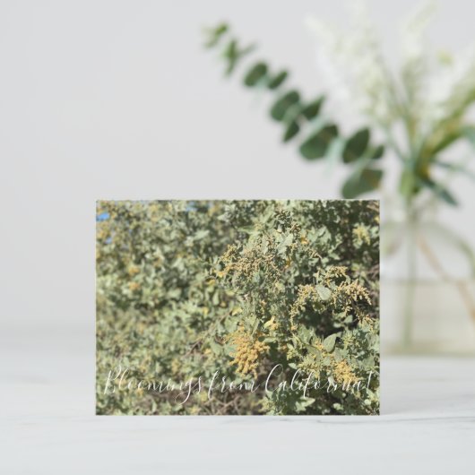 Bloomings uit Californië: Kwartel Struik Briefkaar Briefkaart (Staand voorkant)