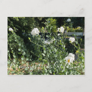 Bloomings uit Californië: Matilija Poppies Briefkaart