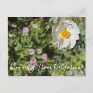 Bloomings uit Californië: Matilija Poppy Briefkaart