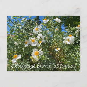 Bloomings uit Californië: Matilija Poppy Briefkaart