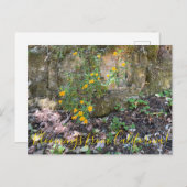 Bloomings uit Californië: Monkey Flowers Briefkaart (Voorkant / Achterkant)