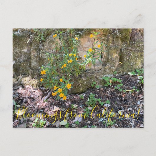 Bloomings uit Californië: Monkey Flowers Briefkaart (Voorkant)