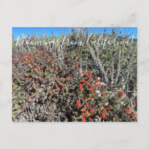 Bloomings uit Californië: Monterey Paintborstel Po Briefkaart