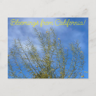 Bloomings uit Californië: Palo Verde Briefkaart