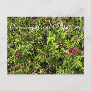 Bloomings uit Californië: Plume Postcar van Warrio Briefkaart