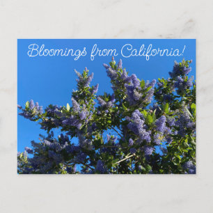 Bloomings uit Californië: Ray Hartman Ceanothus Briefkaart