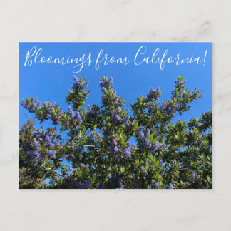 Bloomings uit Californië: Ray Hartman Ceanothus Briefkaart
