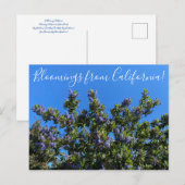 Bloomings uit Californië: Ray Hartman Ceanothus P Briefkaart (Voorkant / Achterkant)