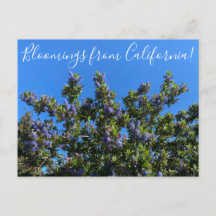 Bloomings uit Californië: Ray Hartman Ceanothus P Briefkaart