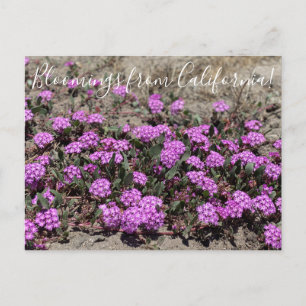 Bloomings uit Californië: Roze zand Verbena Briefkaart