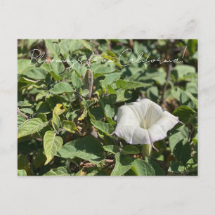 Bloomings uit Californië: Sacred Datura Briefkaart