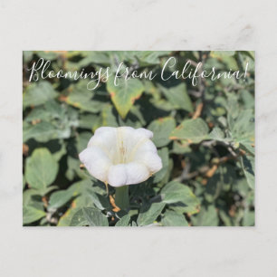 Bloomings uit Californië: Sacred Datura Briefkaart