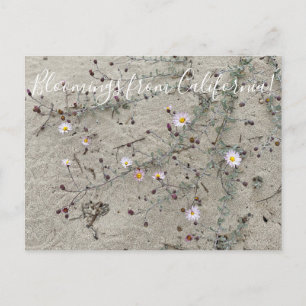 Bloomings uit Californië: Sand Aster Briefkaart