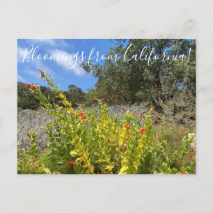 Bloomings uit Californië: Scarlet Monkeyflower P Briefkaart